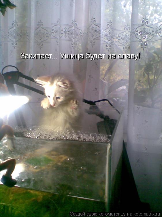 Закипает... Ушица будет на славу!... Котоматрица: Закипает... Ушица будет на славу!