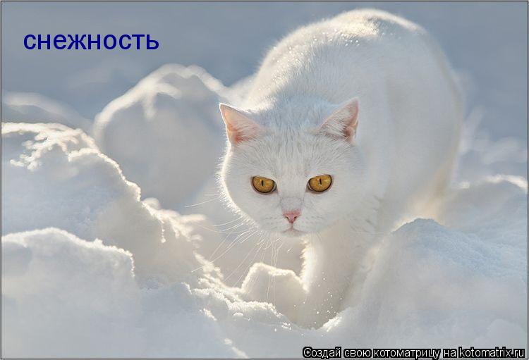 снежность... Котоматрица: снежность