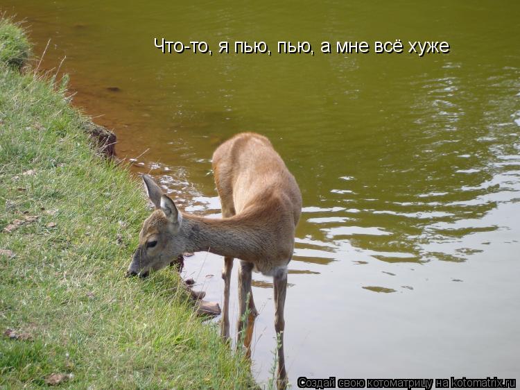 Что-то, я пью, пью, а мне всё хуже... Котоматрица: Что-то, я пью, пью, а мне всё хуже