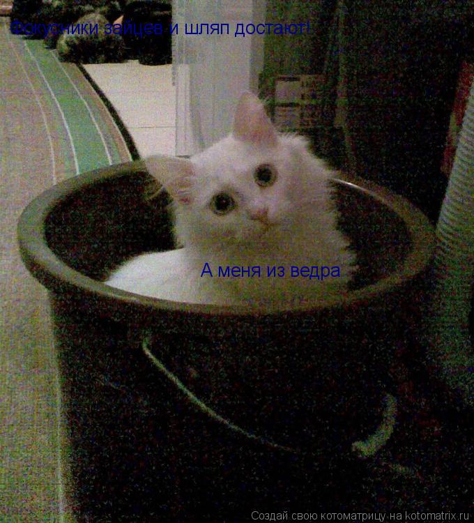 Фокусники зайцев и шляп достают! А меня из ведра... Котоматрица: Фокусники зайцев и шляп достают! А меня из ведра