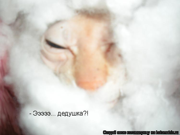 - Эээээ... дедушка?!... Котоматрица: - Эээээ... дедушка?!