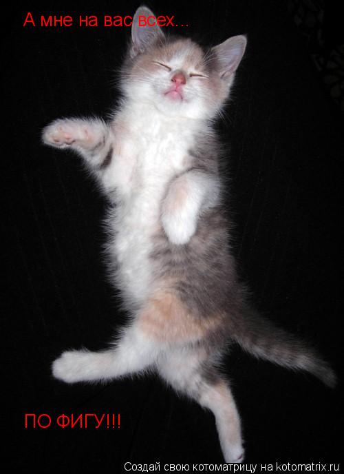 А мне на вас всех... ПО ФИГУ!!!... Котоматрица: А мне на вас всех... ПО ФИГУ!!!