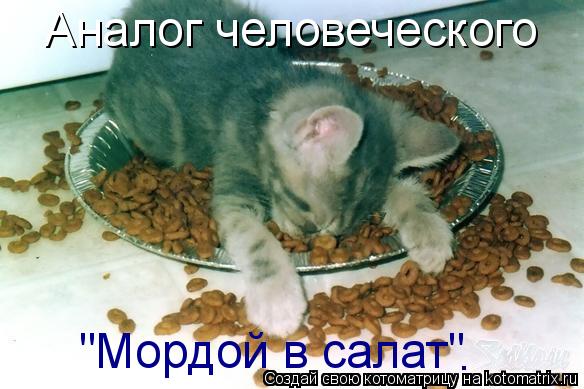 Аналог человеческого "Мордой в салат" .... Котоматрица: Аналог человеческого "Мордой в салат" .