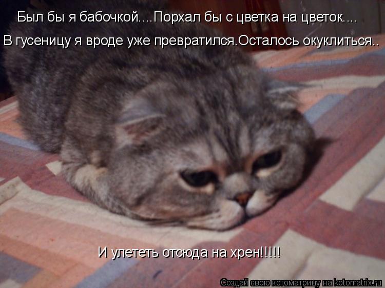 Был бы я бабочкой....Порхал бы с цветка на цветок.... В гусеницу я вроде уже превратился.Осталось оку... Котоматрица: Был бы я бабочкой....Порхал бы с цветка на цветок.... В гусеницу я вроде уже превратился.Осталось окуклиться.. И улететь отсюда на хрен!!!!!