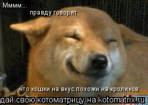 Мммм... правду говорят что кошки на вкус похожи на кроликов... Котоматрица: Мммм... правду говорят что кошки на вкус похожи на кроликов