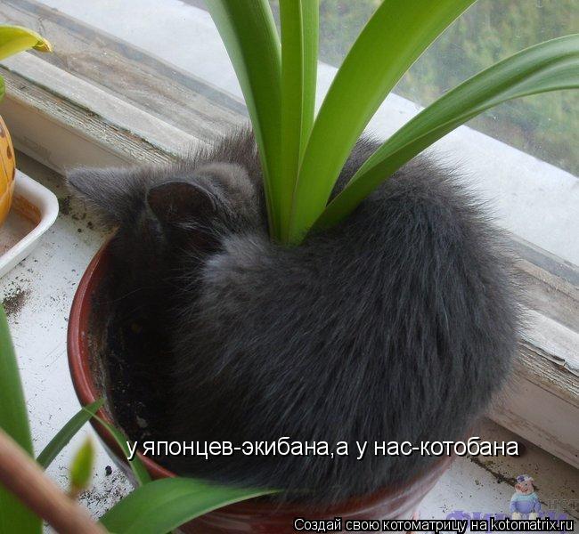 у японцев-экибана,а у нас-котобана... Котоматрица: у японцев-экибана,а у нас-котобана
