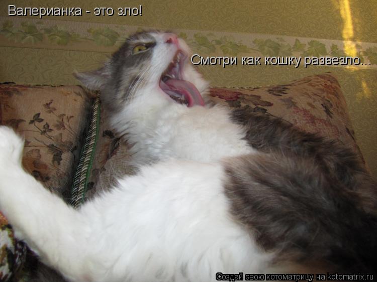 Валерианка - это зло! Смотри как кошку развезло...... Котоматрица: Валерианка - это зло! Смотри как кошку развезло...