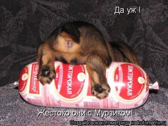 Да уж ! Жестоко они с Мурзиком!... Котоматрица: Да уж ! Жестоко они с Мурзиком!