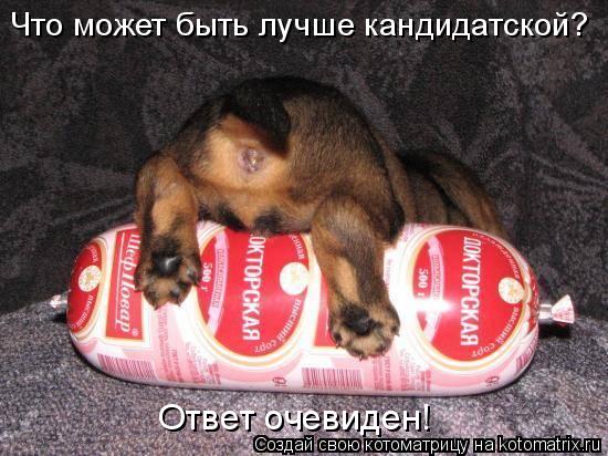 Что может быть лучше кандидатской? Ответ очевиден!... Котоматрица: Что может быть лучше кандидатской? Ответ очевиден!