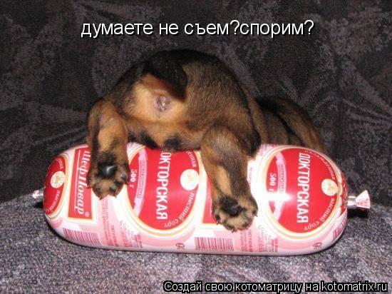 Котоматрица: думаете не съем?спорим?