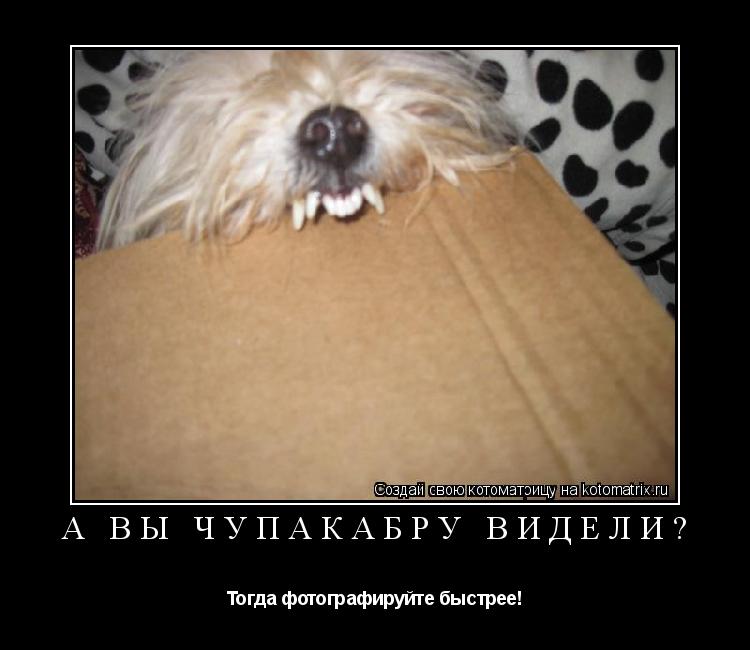 А вы чупакабру видели? Тогда фотографируйте быстрее!... Котоматрица: А вы чупакабру видели? Тогда фотографируйте быстрее!