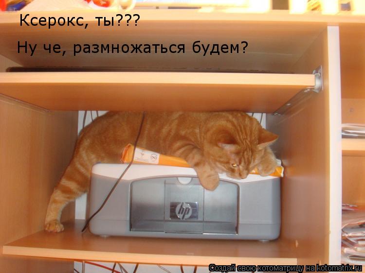 Ксерокс, ты??? Ну че, размножаться будем?... Котоматрица: Ксерокс, ты??? Ну че, размножаться будем?