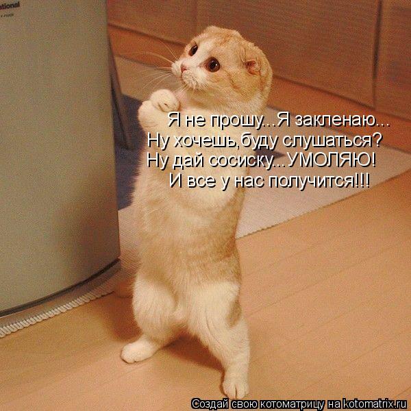 Я не прошу...Я закленаю... Ну хочешь,буду слушаться? Ну дай сосиску...УМОЛЯЮ! И все у нас получится!!... Котоматрица: Я не прошу...Я закленаю... Ну хочешь,буду слушаться? Ну дай сосиску...УМОЛЯЮ! И все у нас получится!!!
