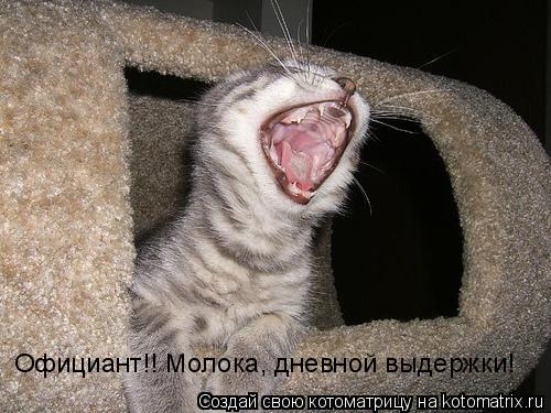 Официант!! Молока, дневной выдержки!... Котоматрица: Официант!! Молока, дневной выдержки!