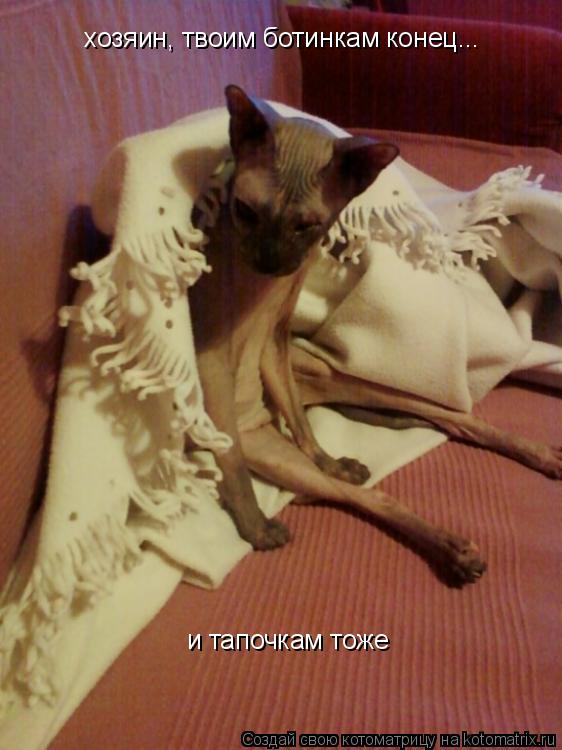 хозяин, твоим ботинкам конец... и тапочкам тоже... Котоматрица: хозяин, твоим ботинкам конец... и тапочкам тоже