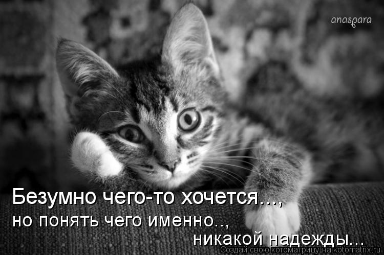 Котоматрица: Безумно чего-то хочется..., но понять чего именно.., никакой надежды...