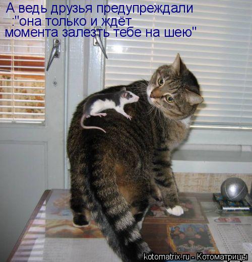 Котоматрица: А ведь друзья предупреждали :"она только и ждёт момента залезть тебе на шею"