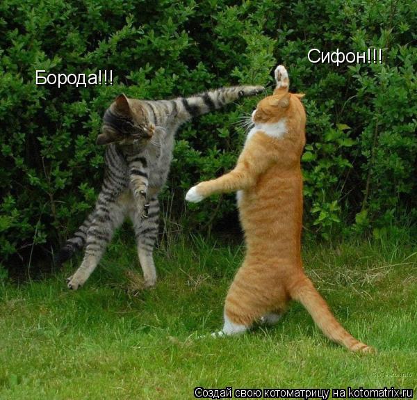 Котоматрица: Сифон!!! Борода!!!