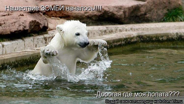 Котоматрица: Нашествие ЗОМБИ началось!!!! -Дорогая где моя лопата???