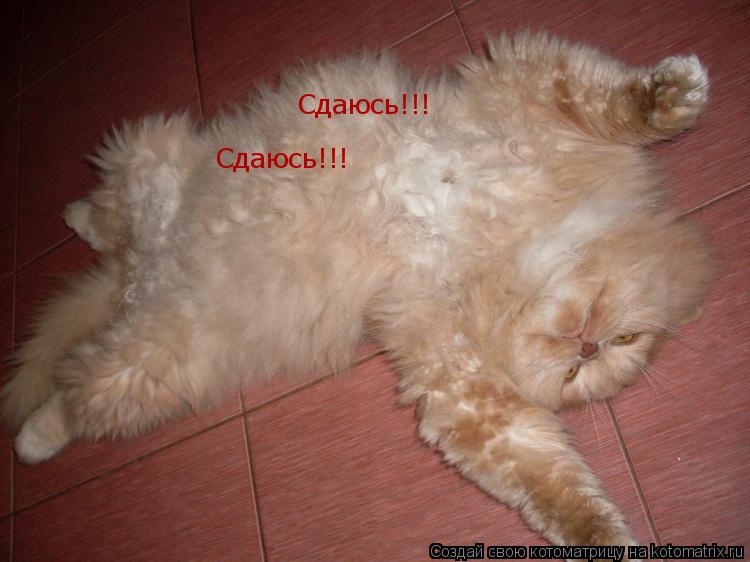 Котоматрица: Сдаюсь!!! Сдаюсь!!!