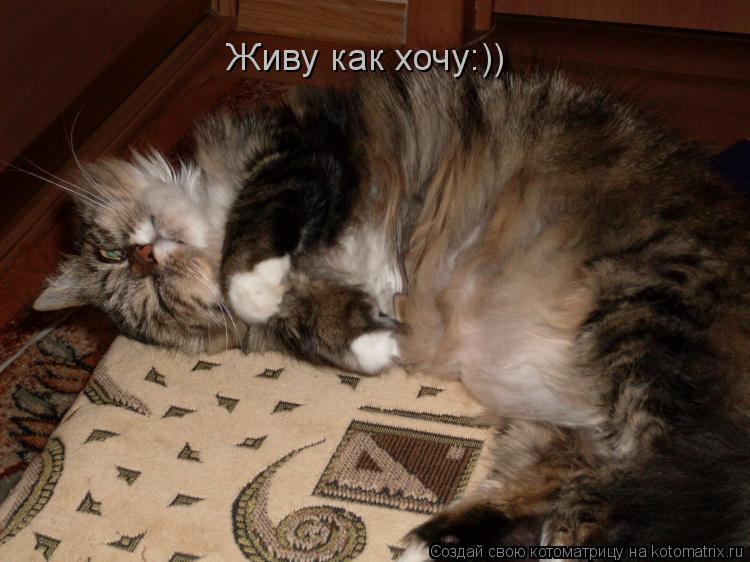 Котоматрица: Живу как хочу:))