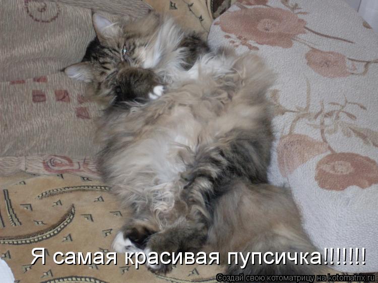 Я самая красивая пупсичка!!!!!!!... Котоматрица: Я самая красивая пупсичка!!!!!!!