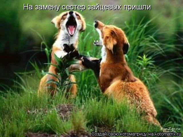 На замену сестер зайцевых пришли... Котоматрица: На замену сестер зайцевых пришли
