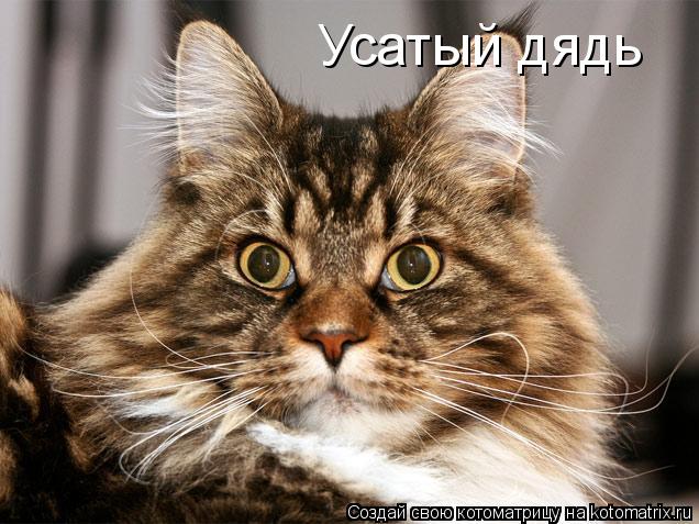 Усатый дядь... Котоматрица: Усатый дядь