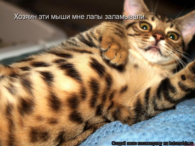 Хозяин эти мыши мне лапы заламывали... Котоматрица: Хозяин эти мыши мне лапы заламывали