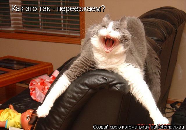 Как это так - переезжаем?... Котоматрица: Как это так - переезжаем?