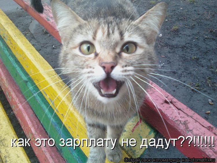 как это зарплату не дадут??!!!!!!... Котоматрица: как это зарплату не дадут??!!!!!!