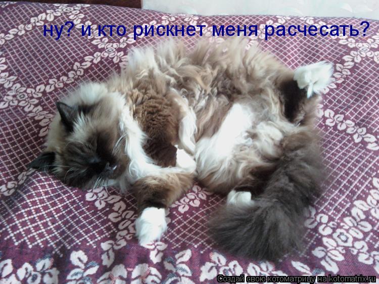 ну? и кто рискнет меня расчесать?... Котоматрица: ну? и кто рискнет меня расчесать?
