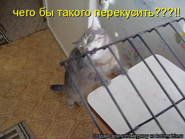 чего бы такого перекусить???!!... Котоматрица: чего бы такого перекусить???!!