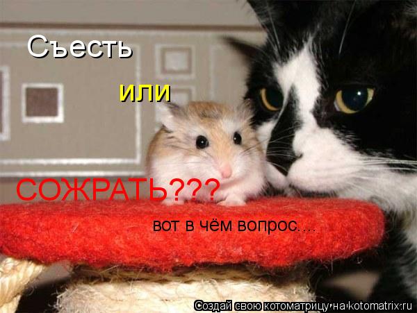 Съесть или СОЖРАТЬ??? вот в чём вопрос....... Котоматрица: Съесть или СОЖРАТЬ??? вот в чём вопрос....