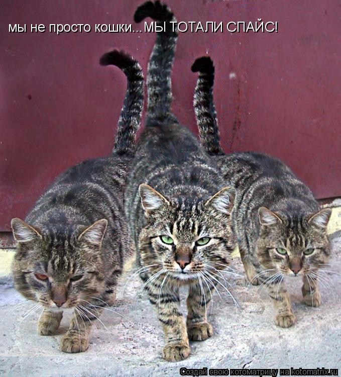 мы не просто кошки...МЫ ТОТАЛИ СПАЙС!... Котоматрица: мы не просто кошки...МЫ ТОТАЛИ СПАЙС!