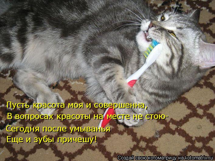 Пусть красота моя и совершенна, В вопросах красоты на месте не стою- Сегодня после умыванья Еще и зуб... Котоматрица: Пусть красота моя и совершенна, В вопросах красоты на месте не стою- Сегодня после умыванья Еще и зубы причешу! Еще и зубы причешу!