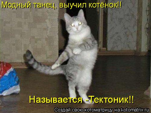 Модный танец, выучил котёнок!! Называется -Тектоник!!... Котоматрица: Модный танец, выучил котёнок!! Называется -Тектоник!!