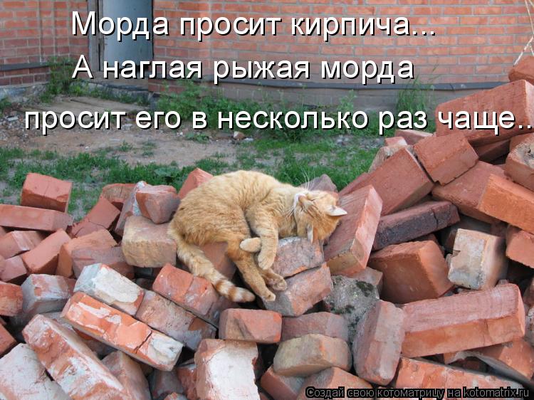 Морда просит кирпича... А наглая рыжая морда просит его в несколько раз чаще...... Котоматрица: Морда просит кирпича... А наглая рыжая морда просит его в несколько раз чаще...