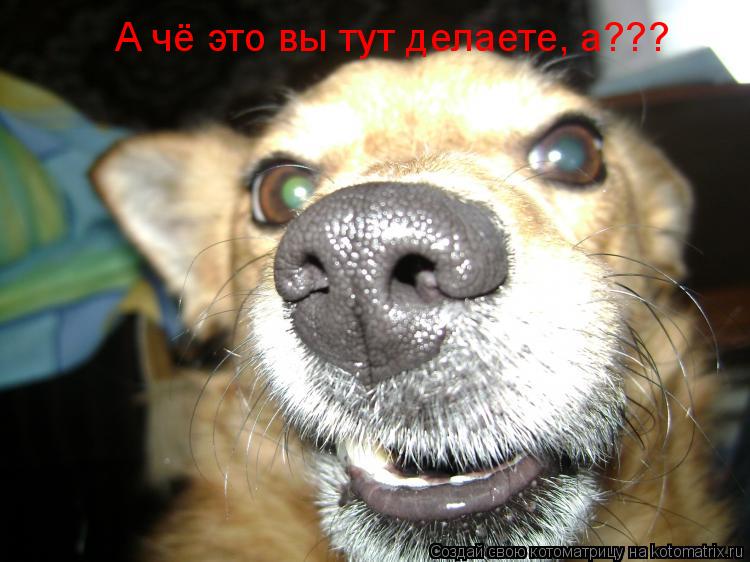 А чё это вы тут делаете, а???... Котоматрица: А чё это вы тут делаете, а???