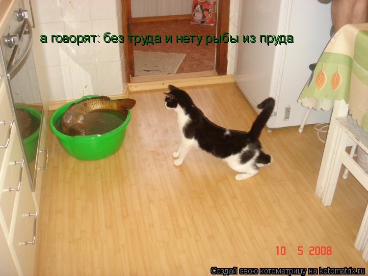 а говорят: без труда и нету рыбы из пруда... Котоматрица: а говорят: без труда и нету рыбы из пруда
