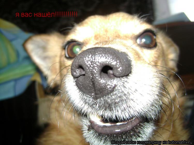 я вас нашёл!!!!!!!!!!!... Котоматрица: я вас нашёл!!!!!!!!!!!