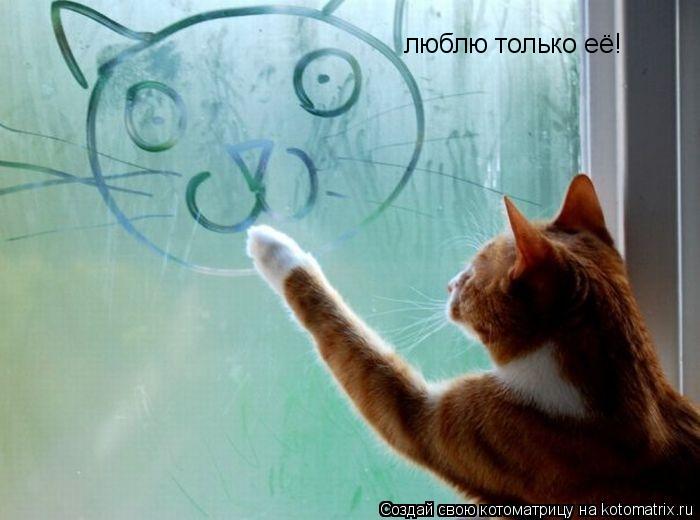 люблю только её!... Котоматрица: люблю только её!