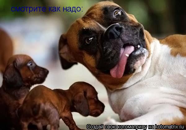 смотрите как надо:... Котоматрица: смотрите как надо: