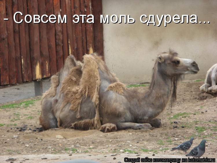 Котоматрица: - Совсем эта моль сдурела...