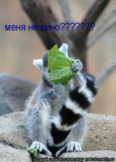 меня не вино???????... Котоматрица: меня не вино???????