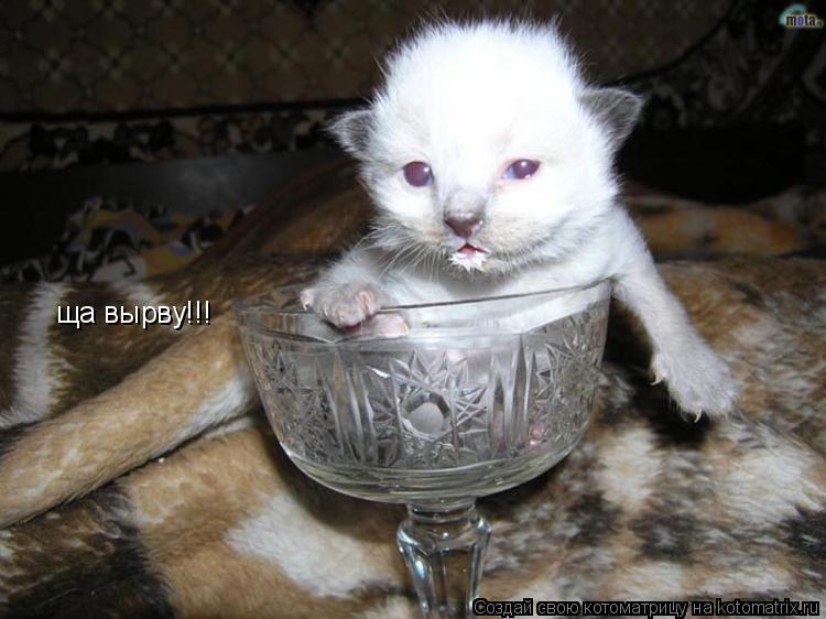 ща вырву!!!... Котоматрица: ща вырву!!!