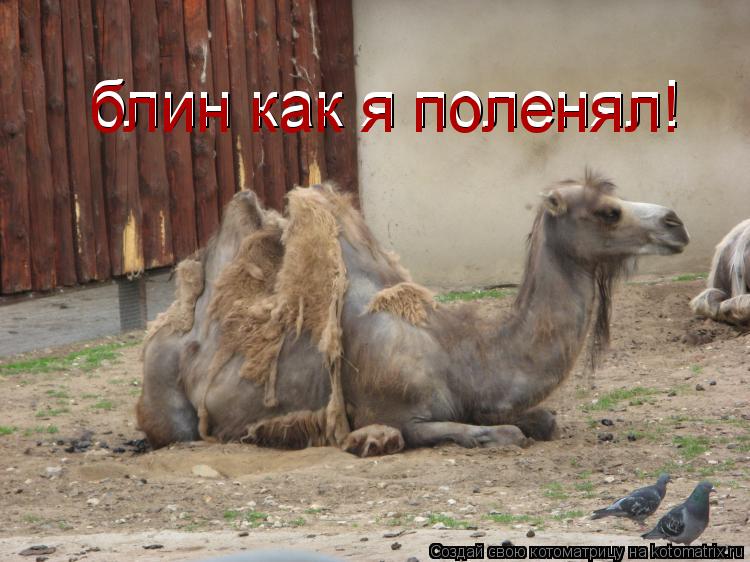 блин как я поленял! блин как я поленял!... Котоматрица: блин как я поленял! блин как я поленял!