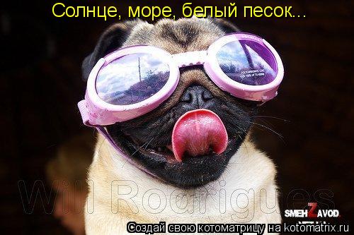 Солнце, море, белый песок...... Котоматрица: Солнце, море, белый песок...