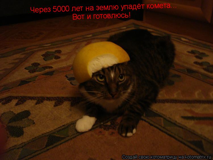 Через 5000 лет на землю упадёт комета... Вот и готовлюсь!... Котоматрица: Через 5000 лет на землю упадёт комета... Вот и готовлюсь!