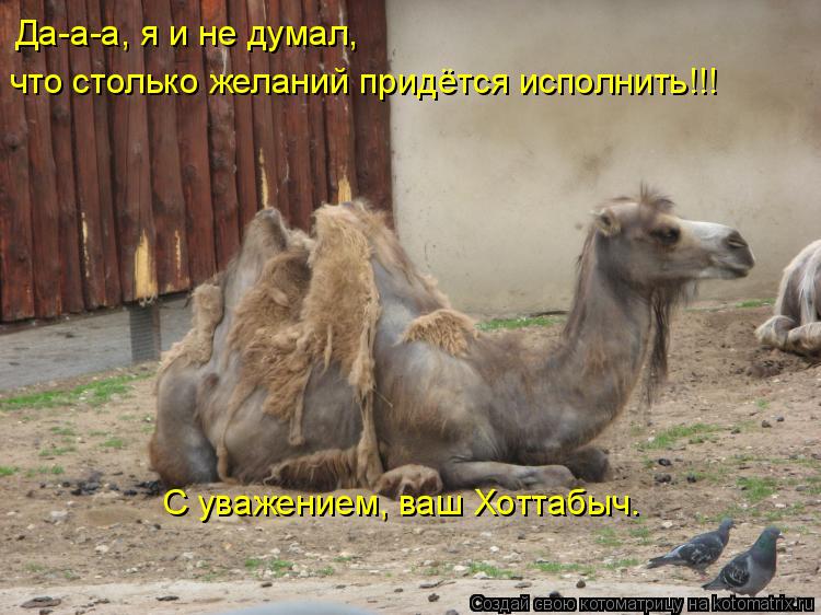 Да-а-а, я и не думал, что столько желаний придётся исполнить!!! С уважением, ваш Хоттабыч.... Котоматрица: Да-а-а, я и не думал, что столько желаний придётся исполнить!!! С уважением, ваш Хоттабыч.